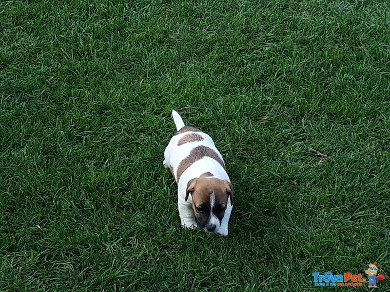 Jack Russell con Pedigree Roi - Foto n. 5