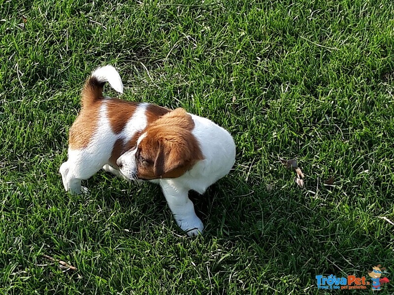 Jack Russell con Pedigree Roi - Foto n. 1