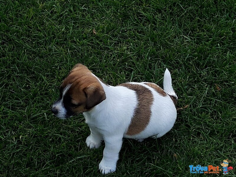 Jack Russell con Pedigree Roi - Foto n. 6