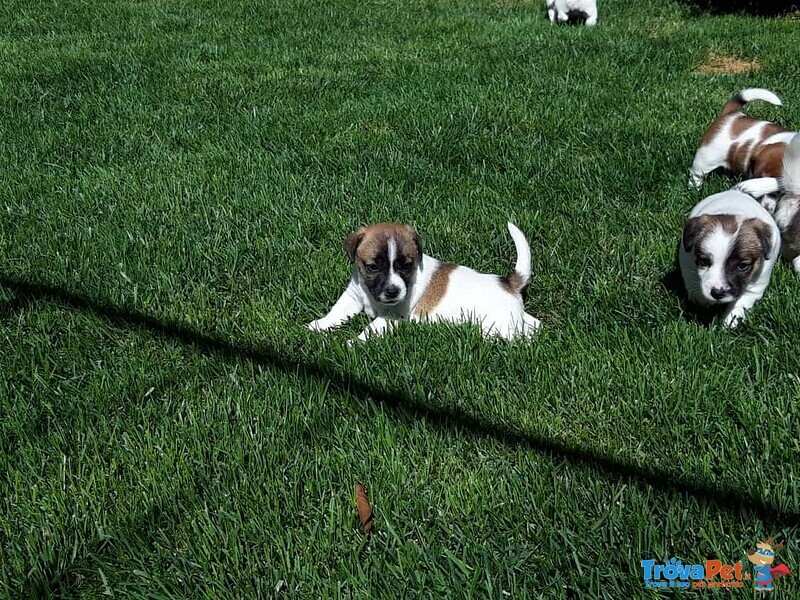 Jack Russell con Pedigree Roi - Foto n. 7