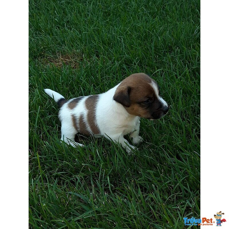 Jack Russell con Pedigree Roi - Foto n. 9