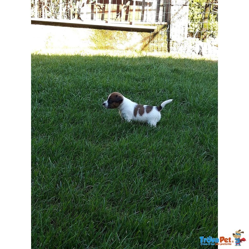 Jack Russell con Pedigree Roi - Foto n. 10