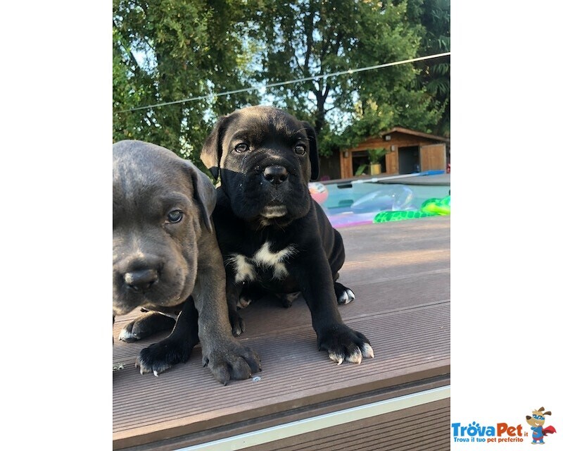 Cuccioli di cane Corso con Pedigree - Foto n. 1