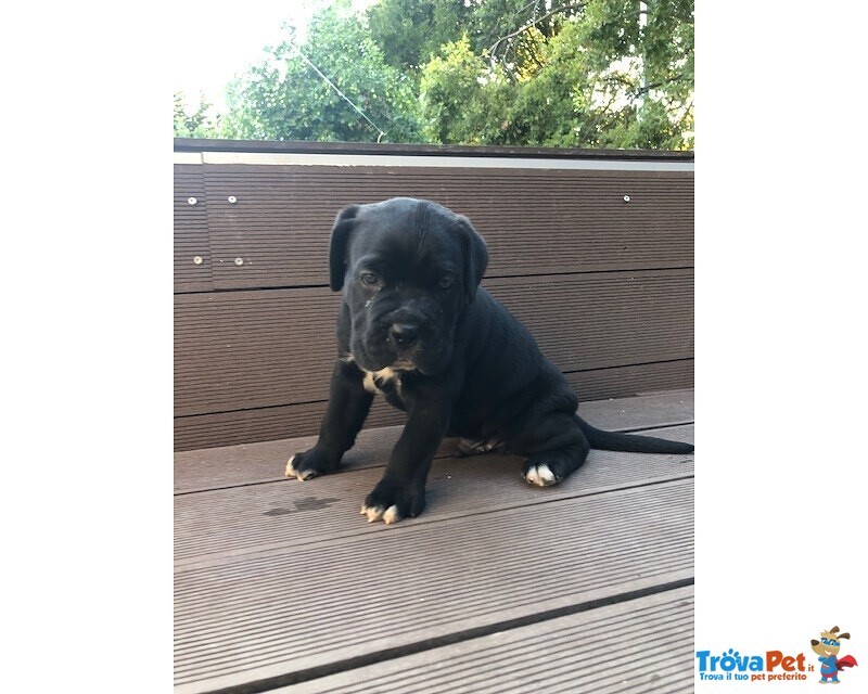 Cuccioli di cane Corso con Pedigree - Foto n. 2