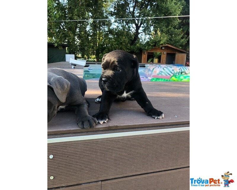 Cuccioli di cane Corso con Pedigree - Foto n. 3