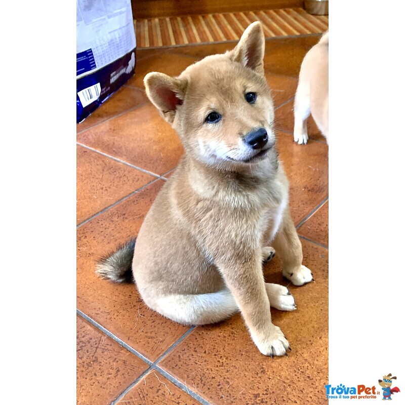 Cucciolo Shiba inu con Pedigree Enci - Foto n. 1