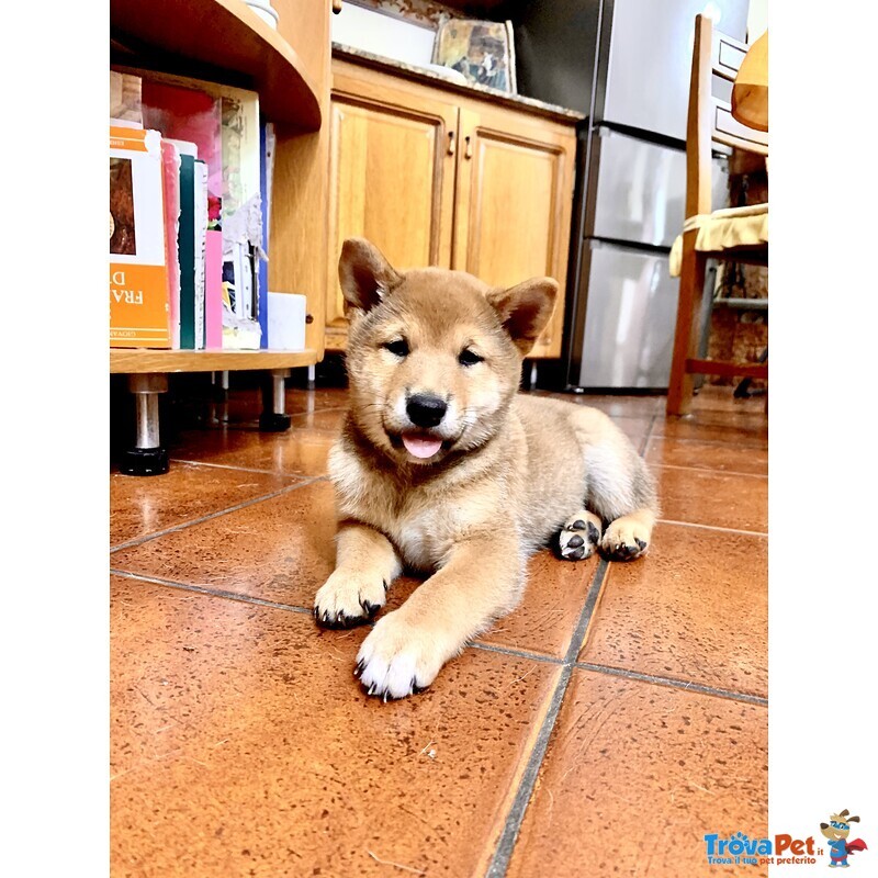 Cucciolo Shiba inu con Pedigree Enci - Foto n. 2