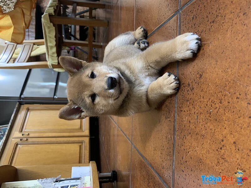 Cucciolo Shiba inu con Pedigree Enci - Foto n. 3