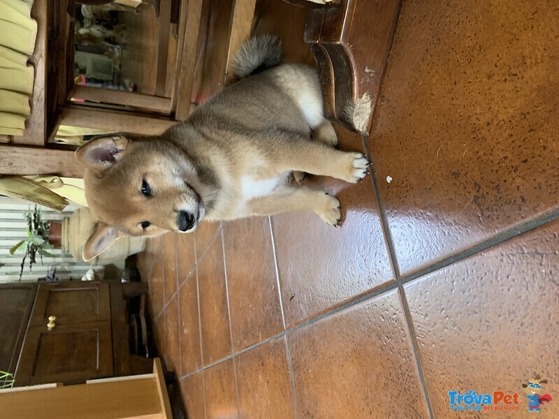 Cucciolo Shiba inu con Pedigree Enci - Foto n. 4