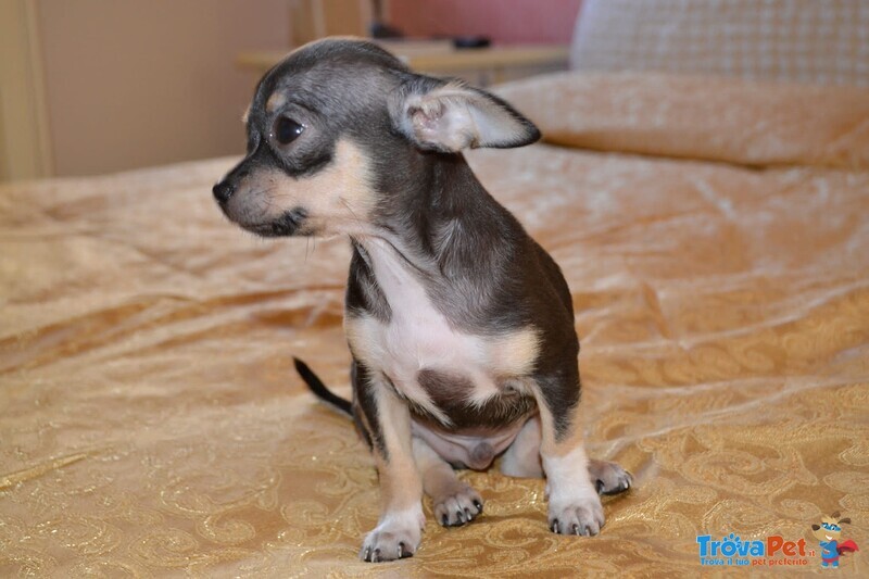 Cucciolo di Chihuahua Pedigree Enci - Foto n. 1