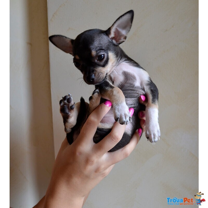 Cucciolo di Chihuahua Pedigree Enci - Foto n. 3