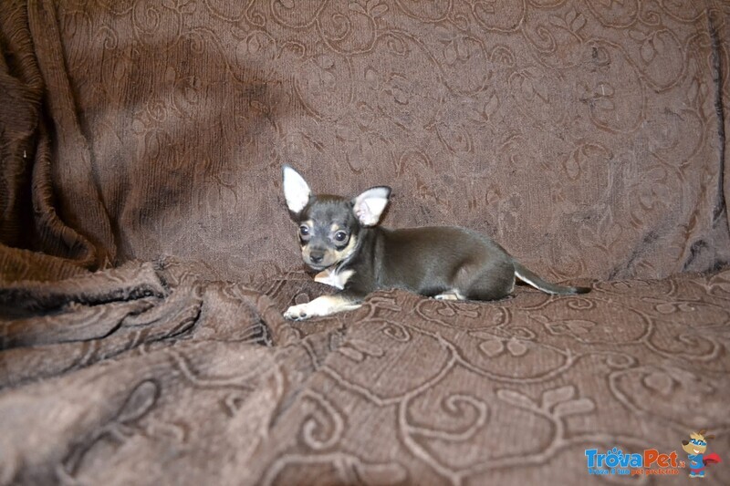 Cucciolo di Chihuahua Pedigree Enci - Foto n. 4