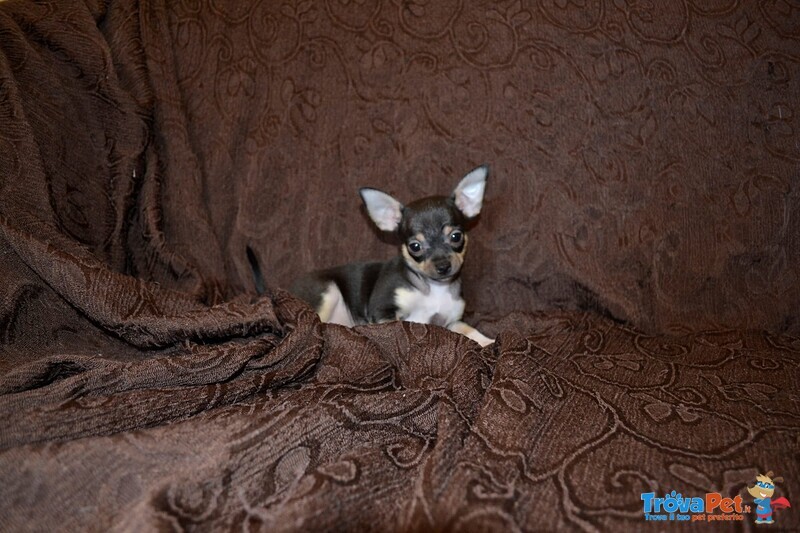 Cucciolo di Chihuahua Pedigree Enci - Foto n. 5