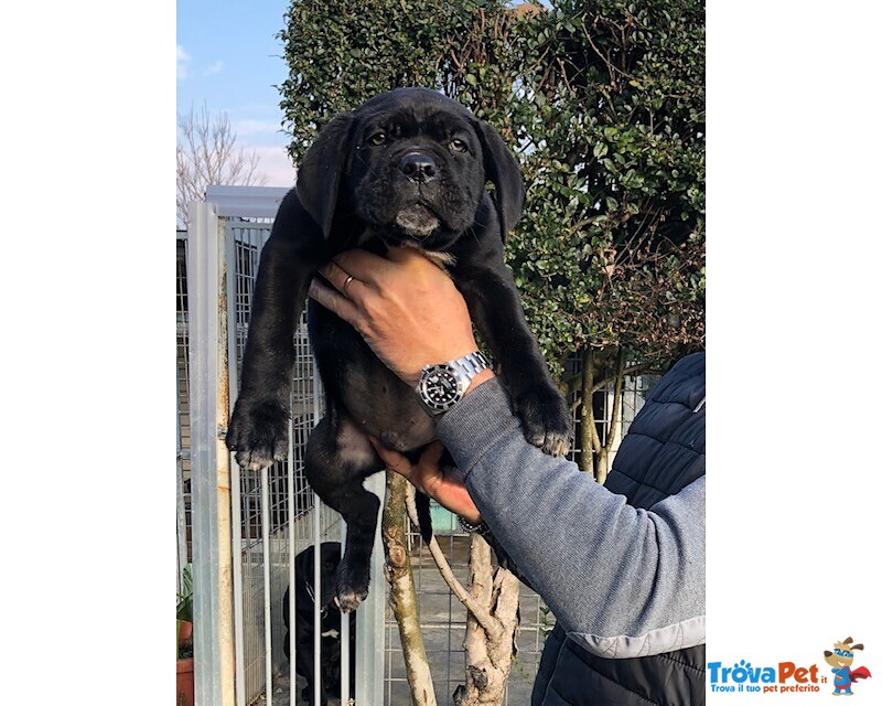 Cuccioli di cane Corso con Pedigree - Foto n. 1