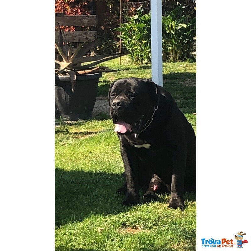 Cuccioli di cane Corso con Pedigree - Foto n. 3