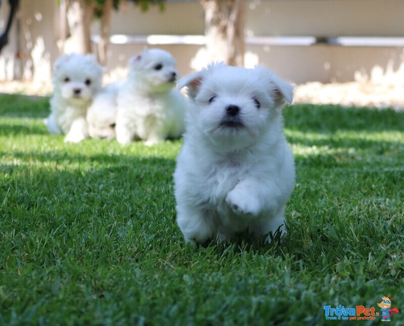 Maltese Toy - Foto n. 3