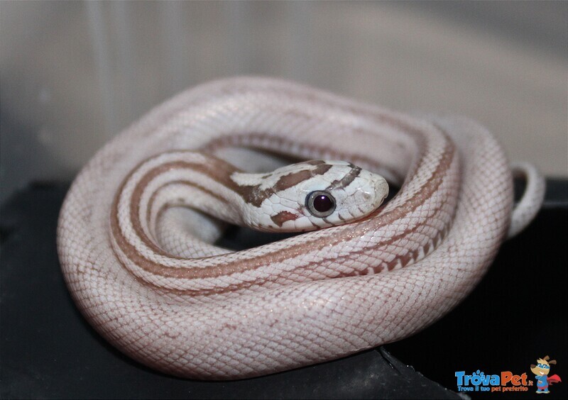 Pantherophis Guttatus (serpente del Grano) 2022 - Foto n. 1