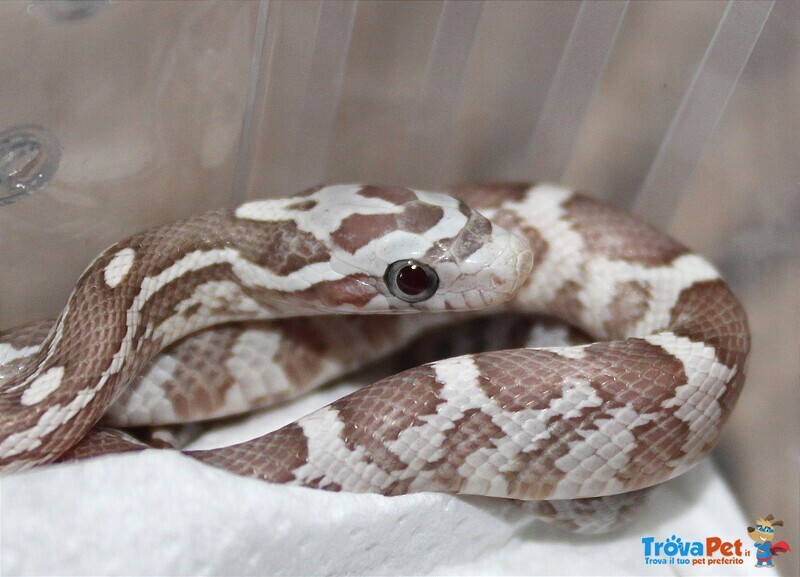 Pantherophis Guttatus (serpente del Grano) 2022 - Foto n. 2