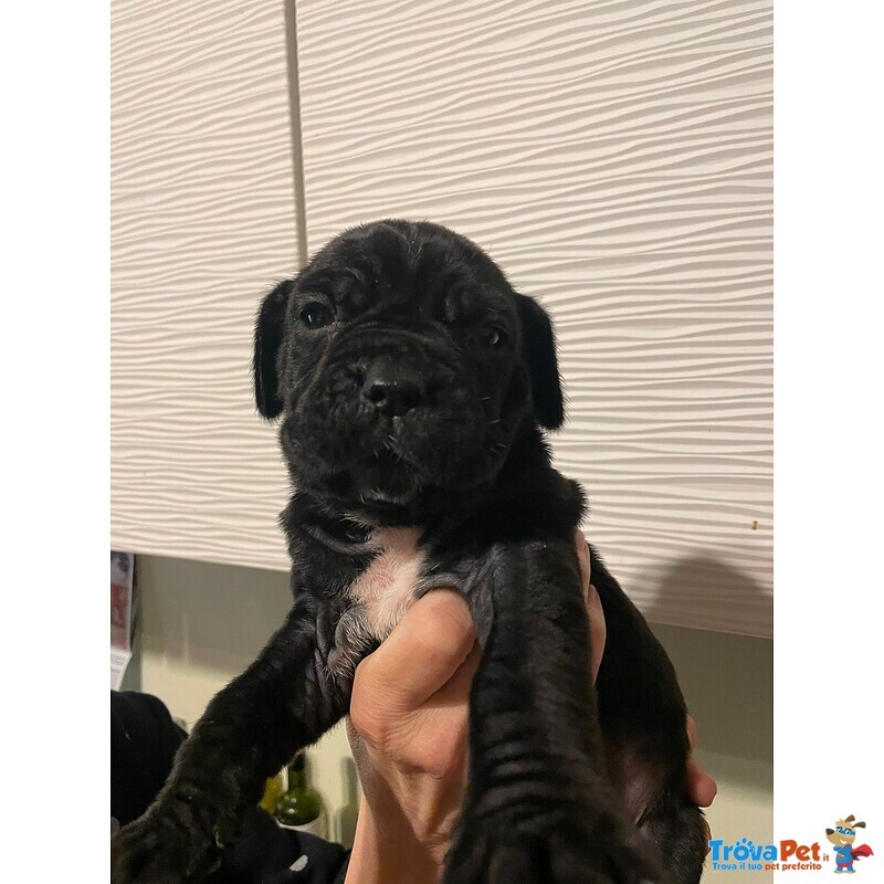 Cuccioli di Mastino Napoletano - Foto n. 2