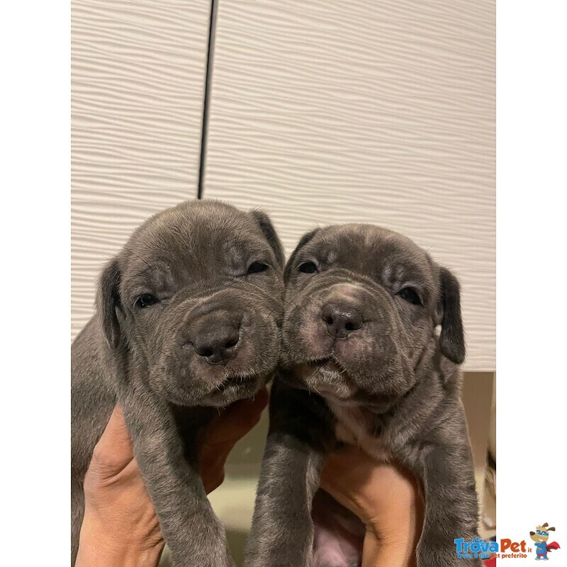 Cuccioli di Mastino Napoletano - Foto n. 3