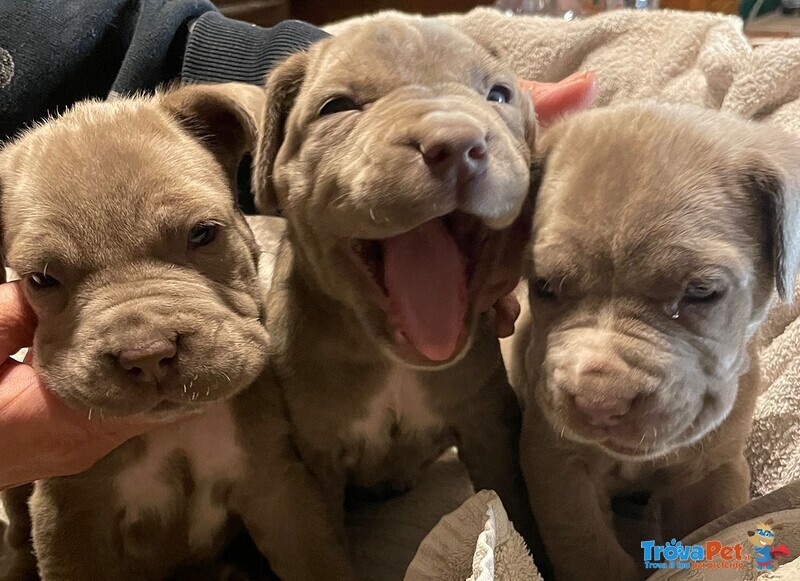 Cuccioli di Mastino Napoletano - Foto n. 1