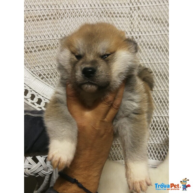 Akita inu Cuccioli Selezionati - Foto n. 5