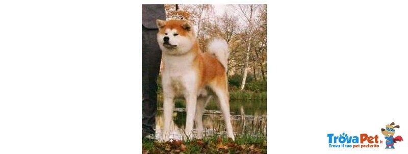 Akita inu Cuccioli Selezionati - Foto n. 6