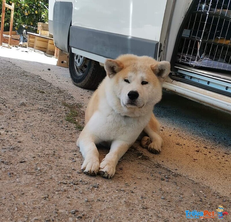 Akita inu Cuccioli Selezionati - Foto n. 7