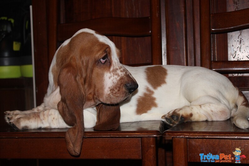 Cuccioli di Bassethound con Pedigree Enci - Foto n. 1