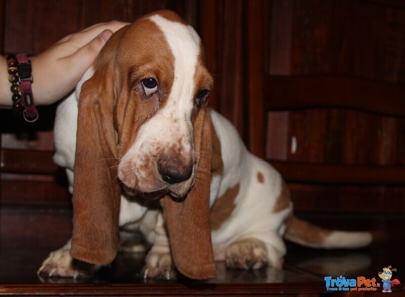 Cuccioli di Bassethound con Pedigree Enci - Foto n. 2