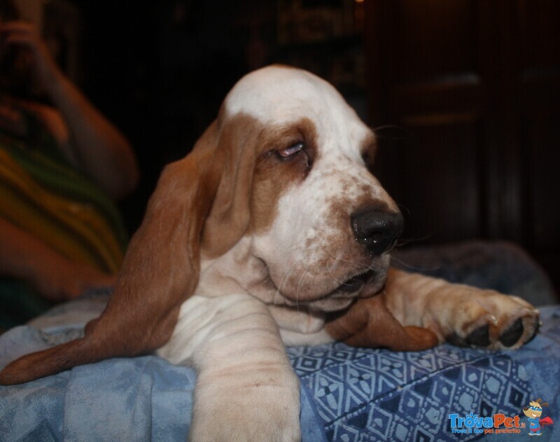 Cuccioli di Bassethound con Pedigree Enci - Foto n. 3