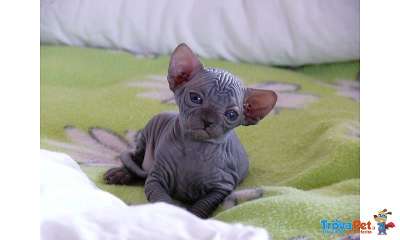 Cuccioli Sphynx - Foto n. 1