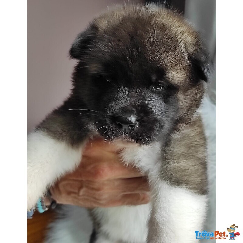 Cuccioli Akita Americano - Foto n. 1