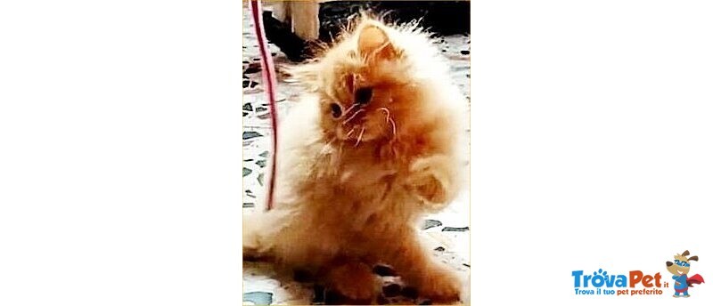 Cucciolo British Longhair - Foto n. 7