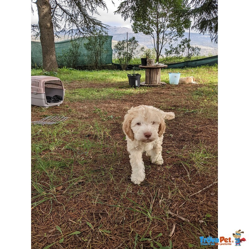 Vendesi Cuccioli di Spanish Water dog / Perro de agua Español - Foto n. 1