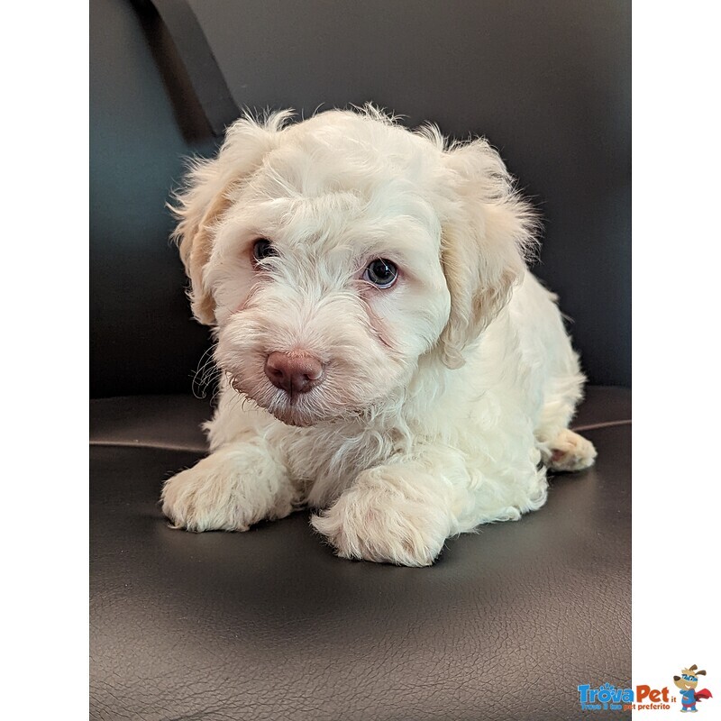 Vendesi Cuccioli di Spanish Water dog / Perro de agua Español - Foto n. 2