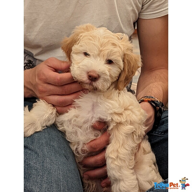 Vendesi Cuccioli di Spanish Water dog / Perro de agua Español - Foto n. 3