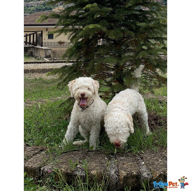 Vendesi Cuccioli di Spanish Water dog / Perro de agua Español - Foto n. 4