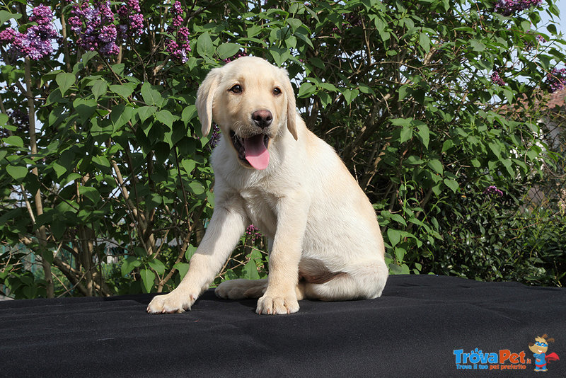 Vendo Cuccioli di Labrador Retriever - Foto n. 1