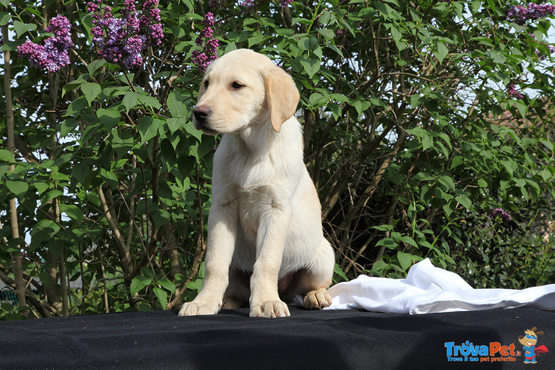 Vendo Cuccioli di Labrador Retriever - Foto n. 3