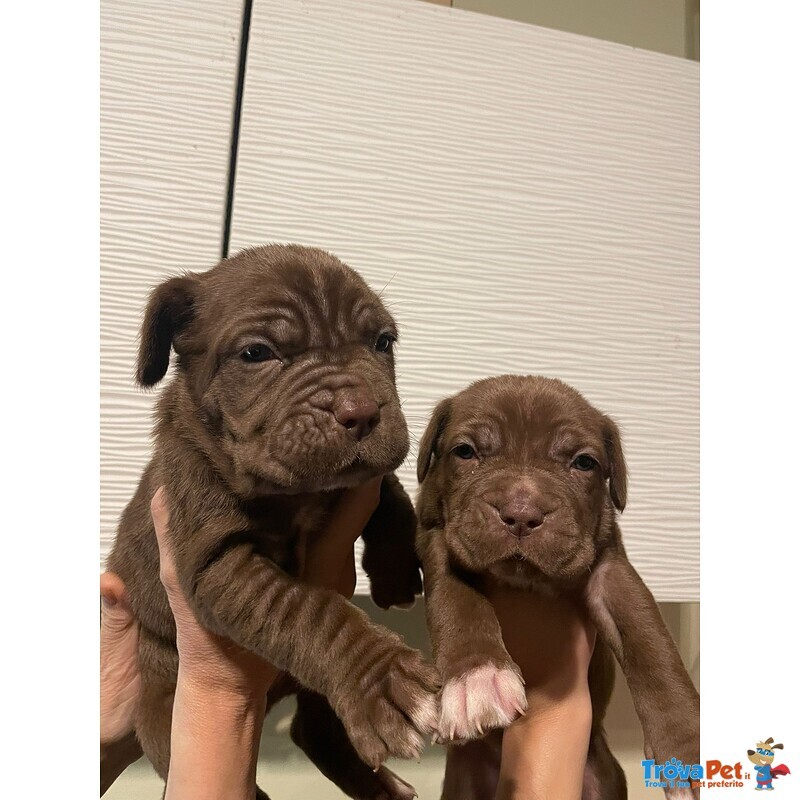 Cuccioli di Mastino Napoletano - Foto n. 1