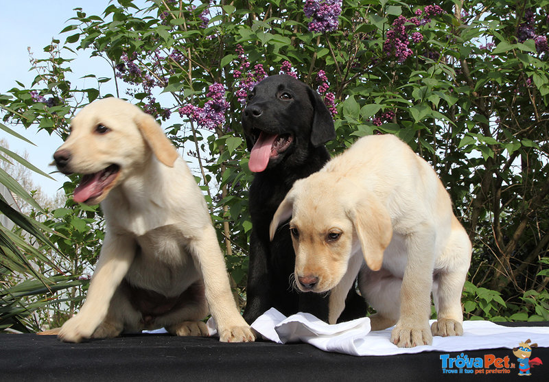 Vendo Cuccioli di Labrador Retriever - Foto n. 4