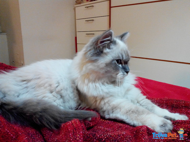 Gatto Persiano Himalayano Bianco Occhi Azzurri - Foto n. 1