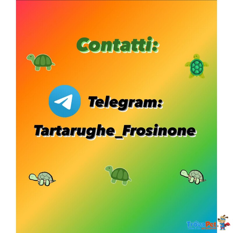 Splendide Tartarughine di Terra - Foto n. 7