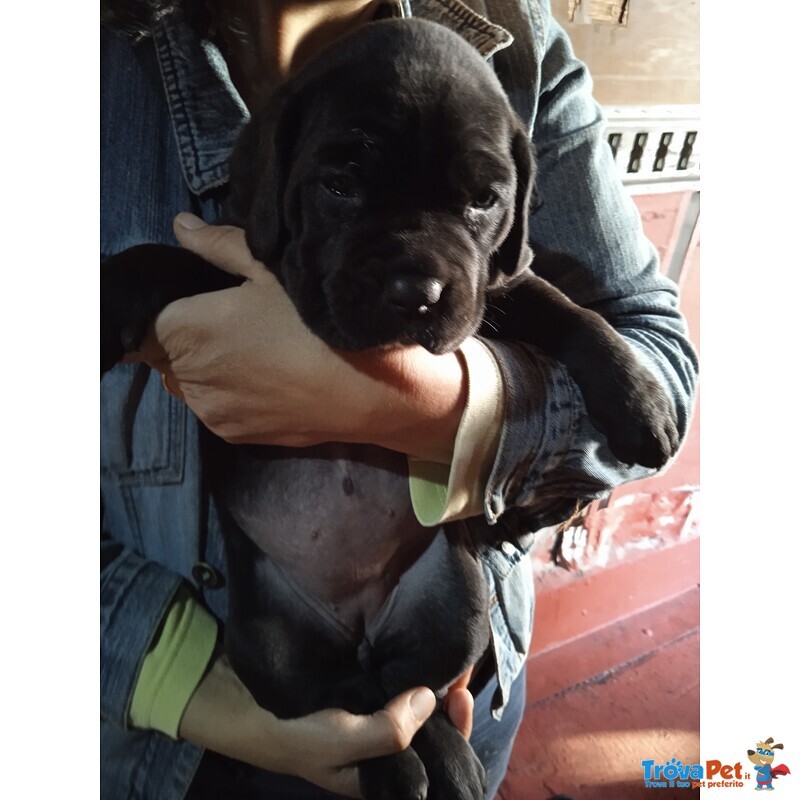 Cuccioli di cane Corso di 35 Gg - Foto n. 1