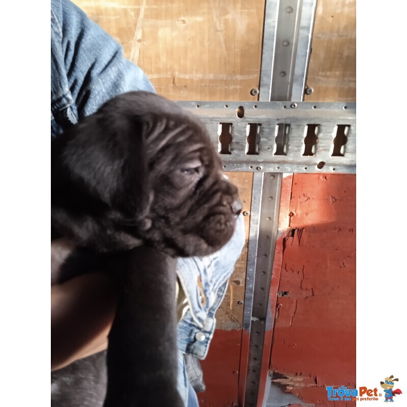 Cuccioli di cane Corso di 35 Gg - Foto n. 2