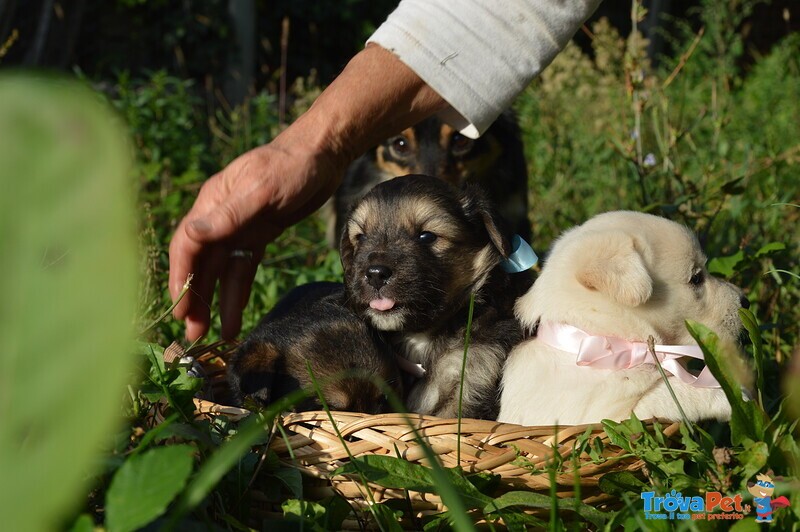 Cuccioli Cercano Famiglia - Foto n. 2