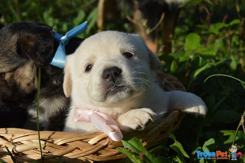 Cuccioli Cercano Famiglia - Foto n. 3