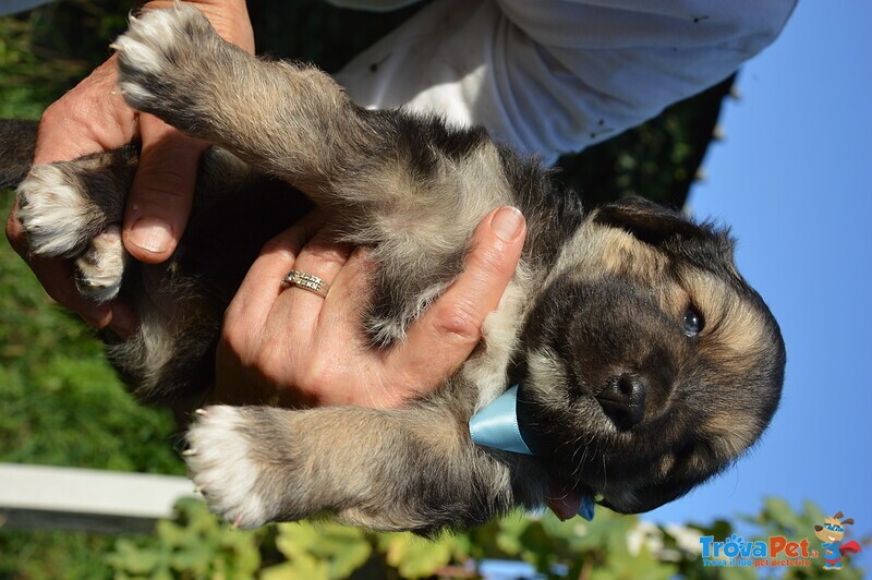 Cuccioli Cercano Famiglia - Foto n. 4