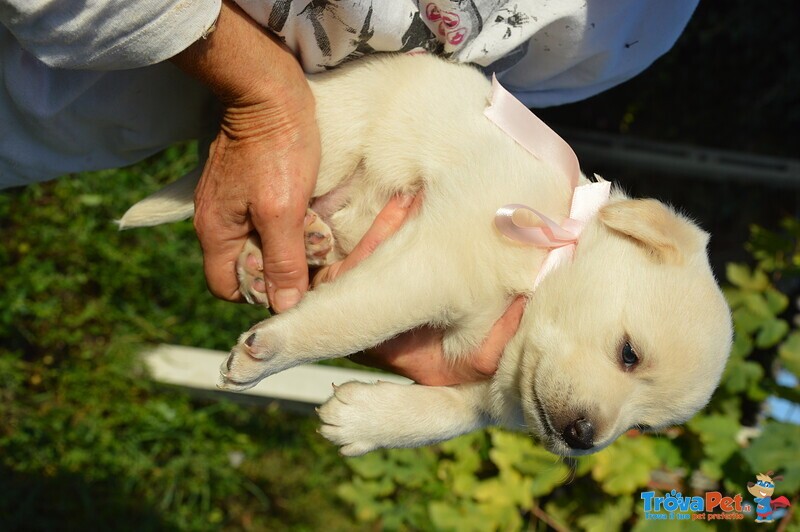 Cuccioli Cercano Famiglia - Foto n. 6